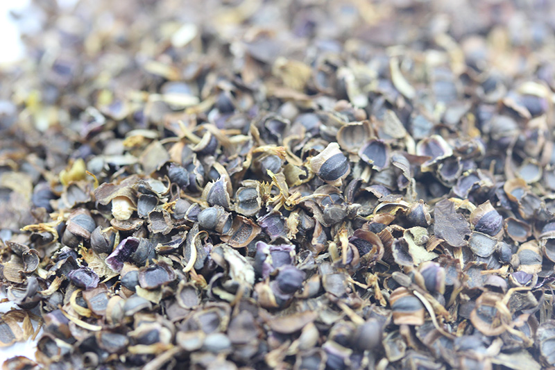 金雞菊<a href='http:///' target='_blank'>種子</a>