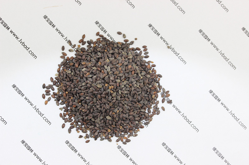 <a href='http:///caohuazhongzi/1626.html' target='_blank'>鼠尾草種子</a>