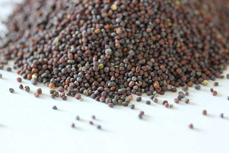 油菜<a href='http:///' target='_blank'>種子</a>