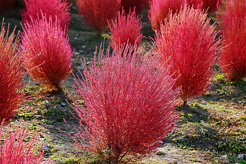 <a href='http:///caohuazhongzi/16600.html' target='_blank'>紅葉地膚</a>植株圖片