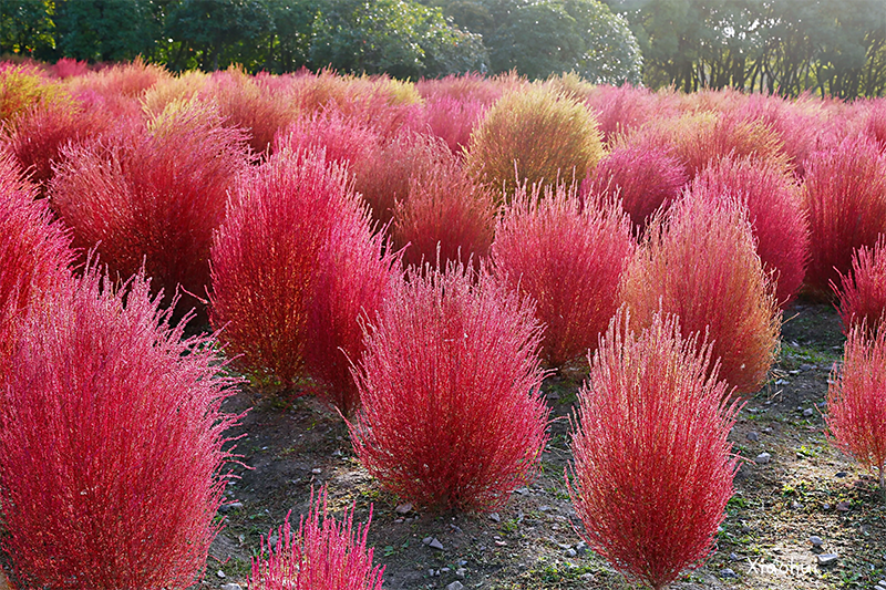<a href='http:///caohuazhongzi/16600.html' target='_blank'>紅葉地膚</a>植株圖片
