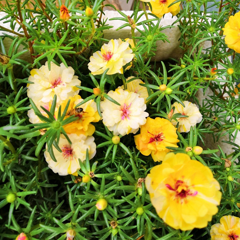 太陽花<a href='http:///' target='_blank'>種子</a>