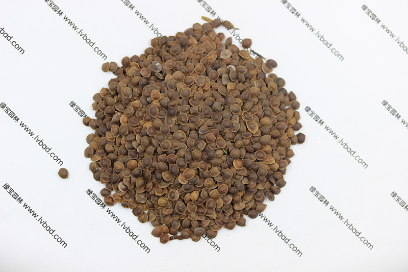 <a href='http:///caohuazhongzi/1058.html' target='_blank'>含羞草</a><a href='http:///' target='_blank'>種子</a>