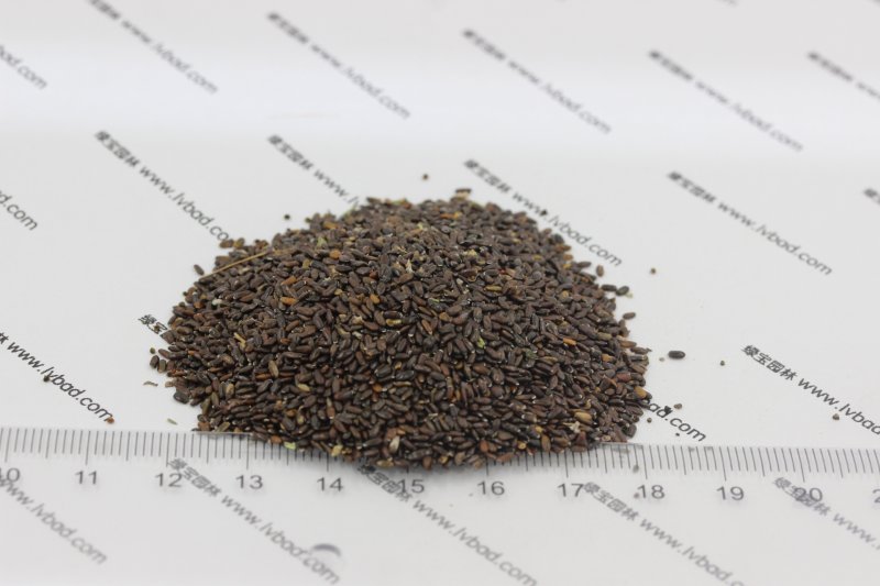 <a href='http:///caohuazhongzi/1645.html' target='_blank'>薰衣草種子</a>