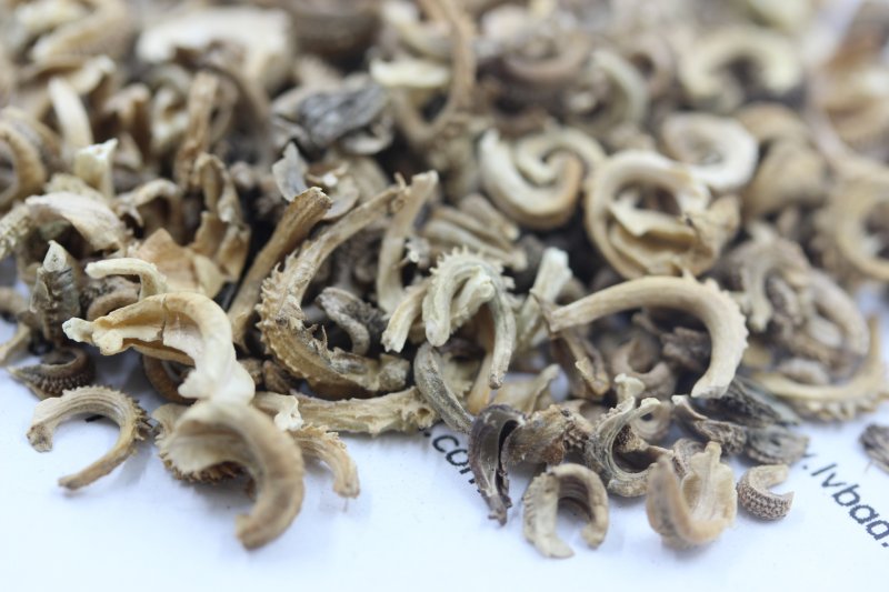 <a href='http:///caohuazhongzi/1571.html' target='_blank'>金盞菊</a><a href='http:///' target='_blank'>種子</a>圖片