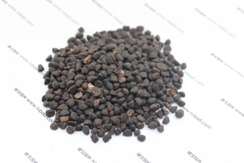 <a href='http:///caohuazhongzi/1613.html' target='_blank'>牽?；?/a><a href='http:///' target='_blank'>種子</a>