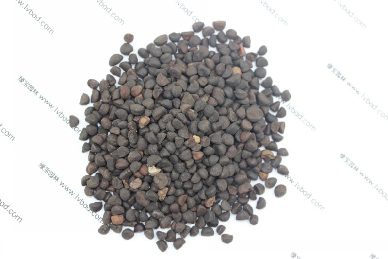 <a href='http:///caohuazhongzi/1613.html' target='_blank'>牽?；ǚN子</a>