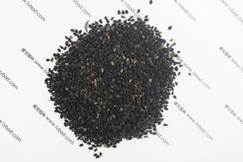 <a href='http:///caohuazhongzi/1061.html' target='_blank'>黑種草種子</a>
