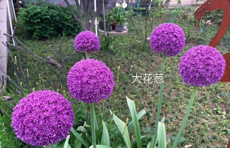 采收<a href='http:///caohuazhongzi/1035.html' target='_blank'>大花蔥種球</a>