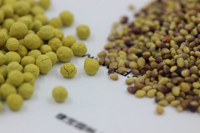 凈種裸種和包衣丸化種子對(duì)比圖片