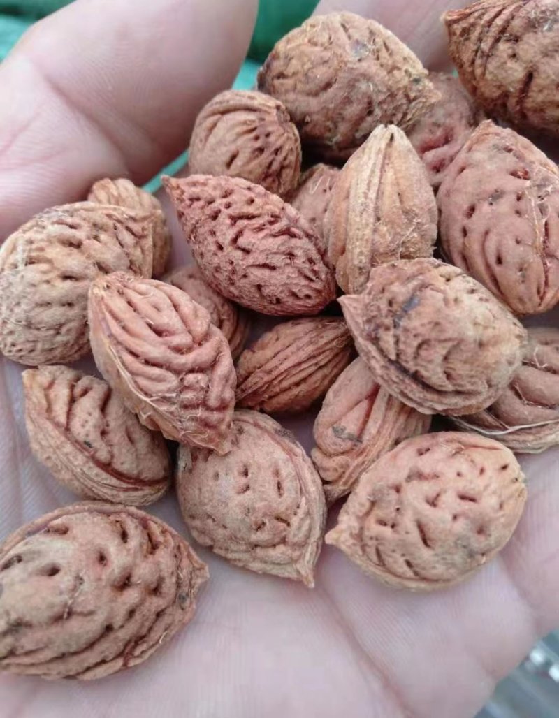 <a href='http:///guoshuzhongzi/1877.html' target='_blank'>毛桃種子</a>