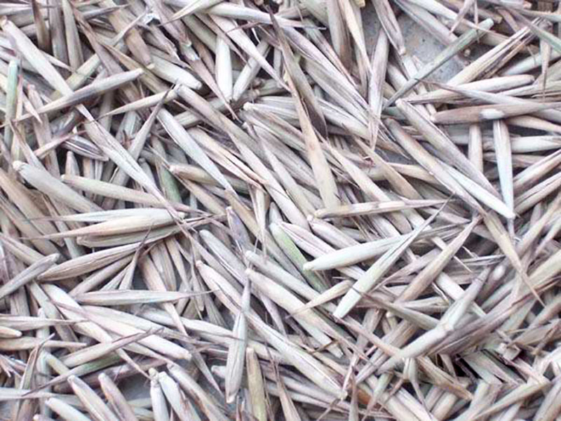 竹子<a href='http:///' target='_blank'>種子</a>