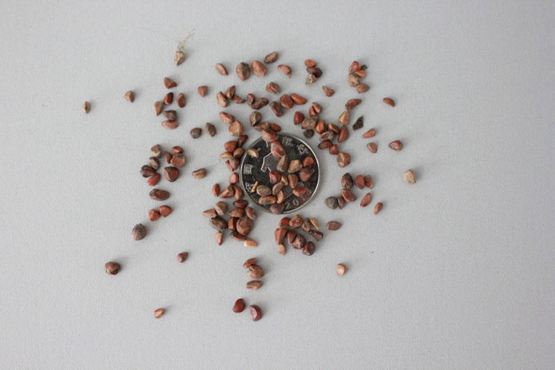 <a href='http:///linmuzhongzi/1700.html' target='_blank'>月季花種子</a>和一元硬幣對比圖片
