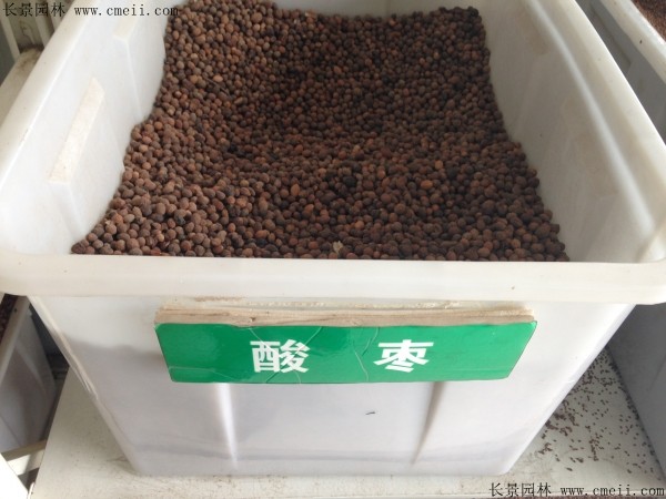 <a href='http:///guoshuzhongzi/1883.html' target='_blank'>酸棗</a><a href='http:///' target='_blank'>種子</a>圖片