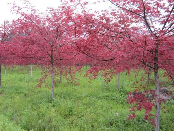 <a href='http:///linmuzhongzi/1726.html' target='_blank'>日本紅楓</a>--長景園林