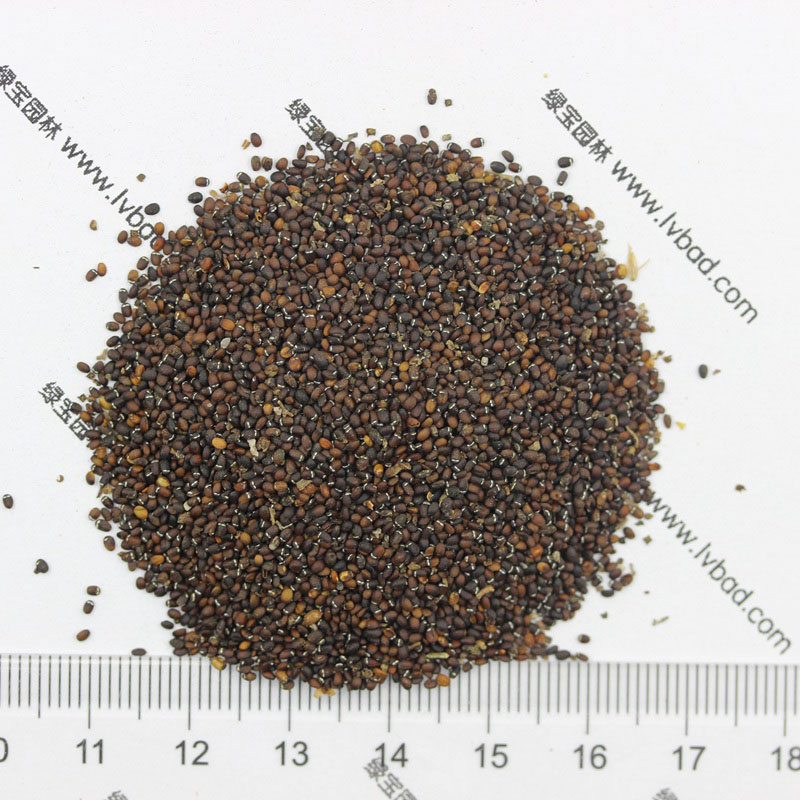 薄荷<a href='http:///' target='_blank'>種子</a>