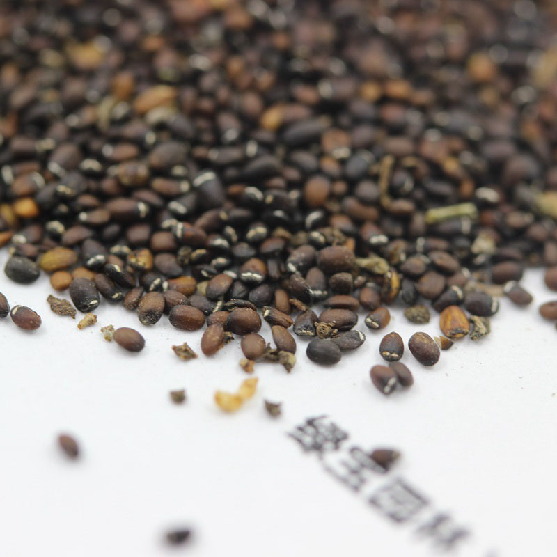 <a href='http:///caohuazhongzi/1023.html' target='_blank'>薄荷種子</a>