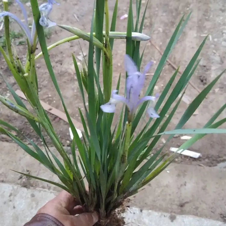 <a href='http:///caobenzhiwu/3383.html' target='_blank'>馬蘭花</a>杯苗容器苗