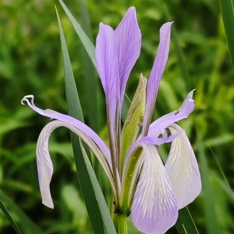 <a href='http:///caobenzhiwu/3383.html' target='_blank'>馬蘭花</a>杯苗容器苗