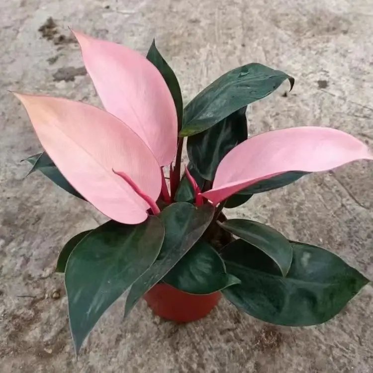 蔓<a href='http:///caohuazhongzi/1572.html' target='_blank'>錦葵</a>杯苗容器苗