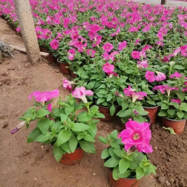 玫紅牽牛花杯苗容器苗