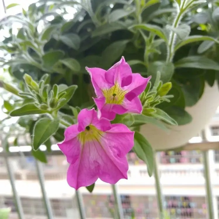 玫紅牽牛花杯苗容器苗