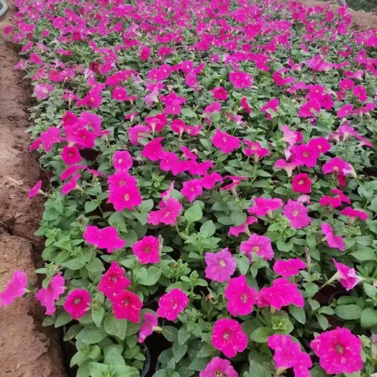 玫紅牽牛花杯苗容器苗