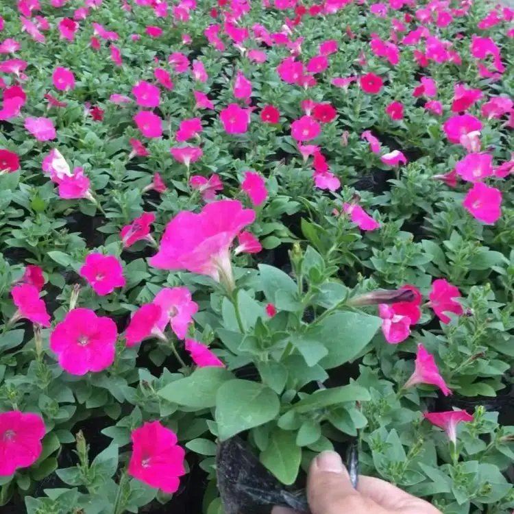 玫紅牽?；ū缛萜髅?/></p><p style=