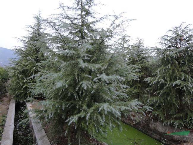 <a href='http:///linmuzhongzi/1853.html' target='_blank'>雪松</a>