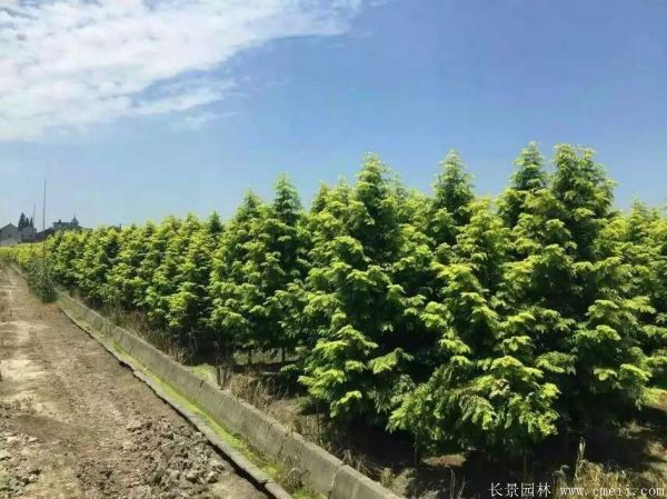 金葉<a href='http:///linmuzhongzi/1720.html' target='_blank'>水杉</a>圖片基地實(shí)拍