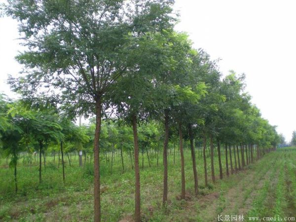 <a href='http:///linmuzhongzi/1841.html' target='_blank'>國槐</a>圖片<a href='http:///linmuzhongzi/1841.html' target='_blank'>國槐</a>基地實(shí)拍