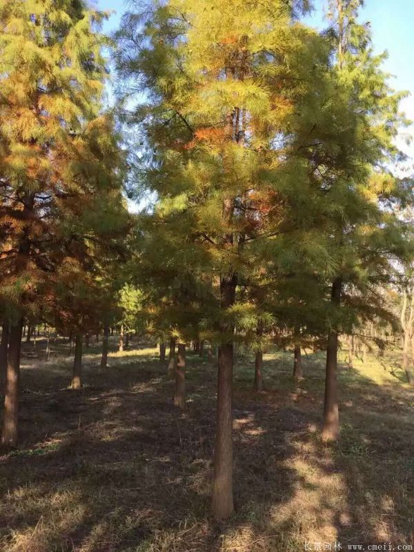<a href='http:///linmuzhongzi/1823.html' target='_blank'>池杉</a>圖片<a href='http:///linmuzhongzi/1823.html' target='_blank'>池杉</a>基地實(shí)拍