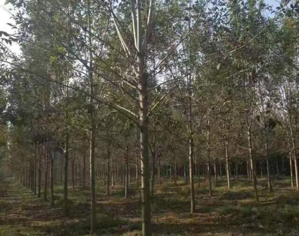 白臘樹圖片<a href='http:///linmuzhongzi/1712.html' target='_blank'>白蠟</a>基地實(shí)拍