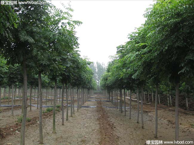 江蘇沭陽<a href='http:///linmuzhongzi/1745.html' target='_blank'>黃山欒樹</a>種植基地