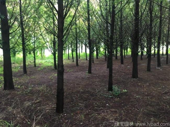 <a href='http:///xingdaoshu/3590.html' target='_blank'>水杉樹</a>
