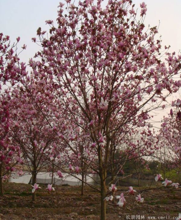 <a href='http:///xingdaoshu/3378.html' target='_blank'>紅玉蘭</a>圖片<a href='http:///xingdaoshu/3378.html' target='_blank'>紅玉蘭</a>基地實(shí)拍