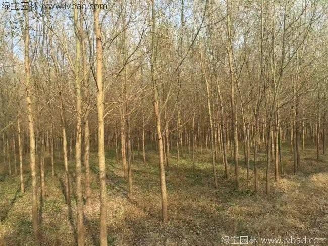 <a href='http:///xingdaoshu/3366.html' target='_blank'>柳樹</a>圖片苗圃種植基地