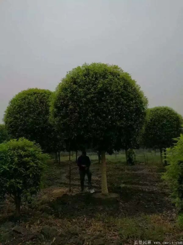 <a href='http:///xingdaoshu/3363.html' target='_blank'>桂花樹</a>圖片<a href='http:///xingdaoshu/3363.html' target='_blank'>桂花樹</a>基地實(shí)拍