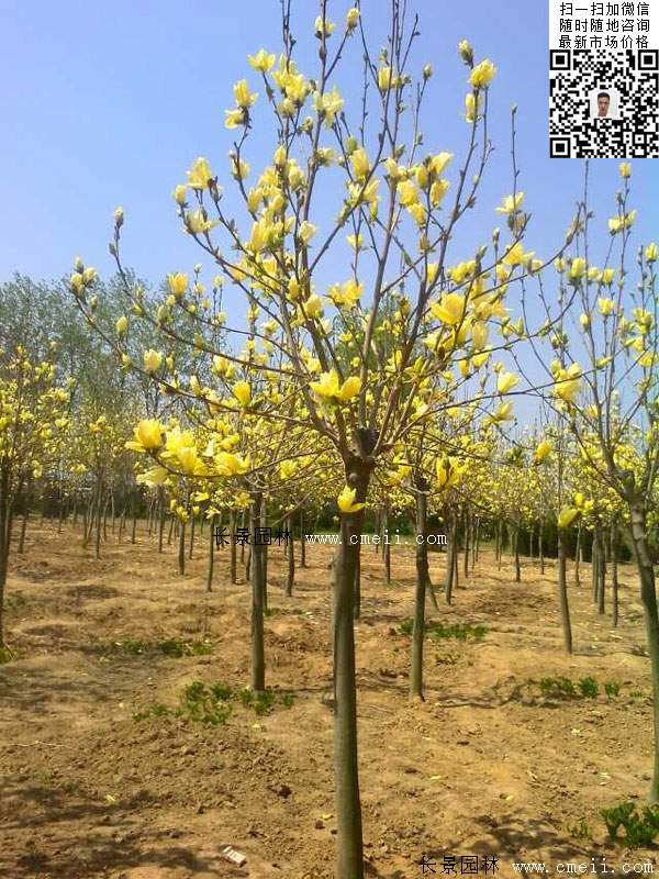 園林喬木植物<a href='http:///linmuzhongzi/1697.html' target='_blank'>黃玉蘭</a>圖片