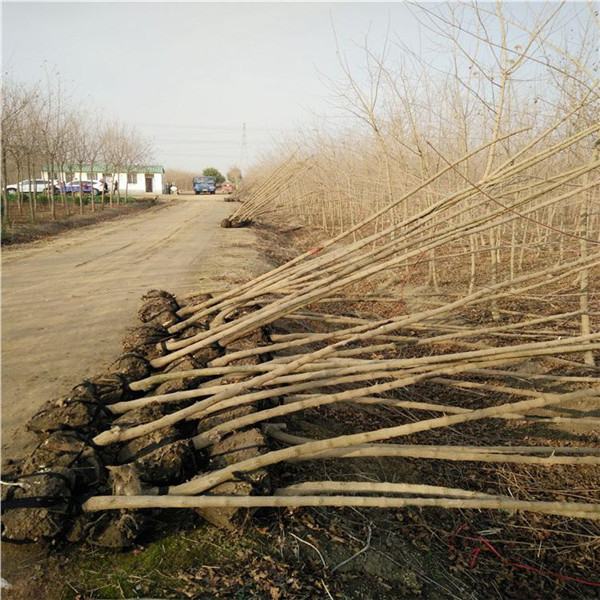 <a href='http:///linmuzhongzi/1855.html' target='_blank'>元寶楓</a>基地實(shí)拍圖