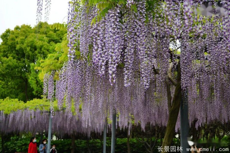 日本長穗熊野<a href='http:///linmuzhongzi/1806.html' target='_blank'>紫藤</a>日系